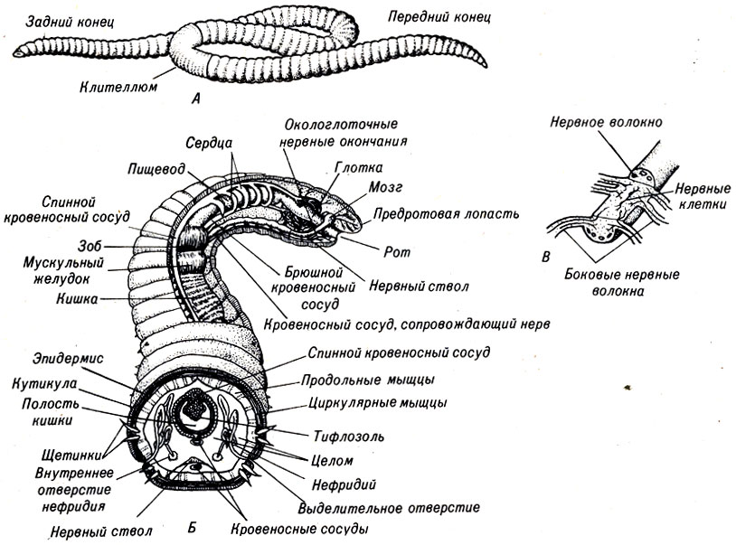 . 13-2.    Lumbricus terrestris
