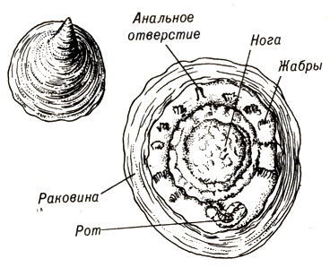 . 14-6. Neopilina -   nplacophora