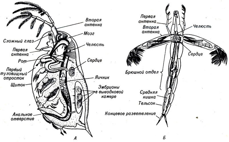 . 15-4.   , .   Daphnia,           . . Leptodora -    