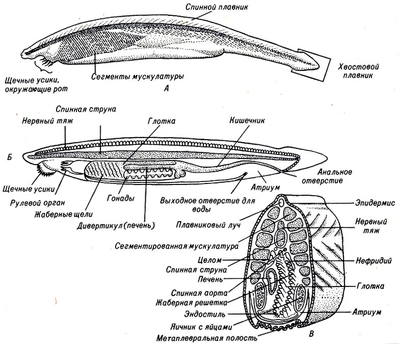 . 17-2.  Amphioxus. .  . .     . .     