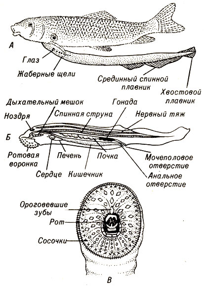 . 17-4.  Petromyzon. .  . .  . 6.  
