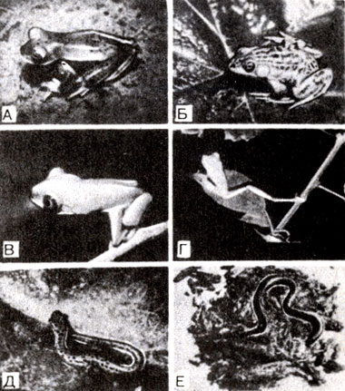 . 17-7.   . .   (Centrolenella prosoblepon). (-.) .  nflrymKa(Ranaseptentrionalis). ( ,  -.)   .   (Agalychnis callidryas). (-.) .   (Eurycea lucifuga.) ( .) .  (Gymnophis multiplicata) (-.) ( .)