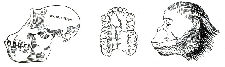 . 19-4.   Dryopithecus   