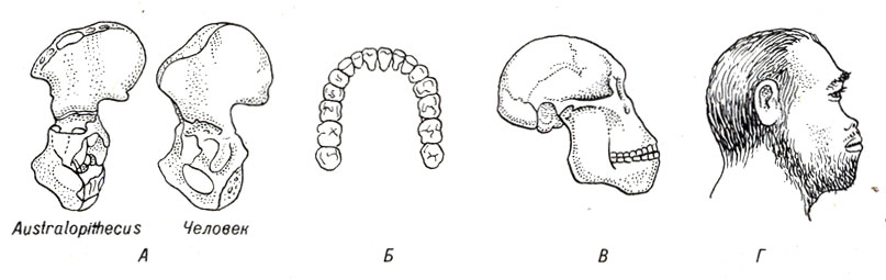 . 19-5.  -    -  Australopithecus.     ,     . .   . .  . (    ,   .)