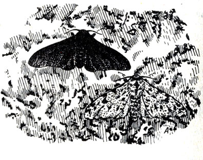 . 19-6.     Biston betularia (  )    .           ()? (  - . . D. Kettlewell,  .)