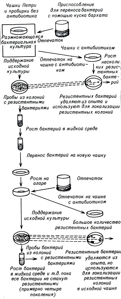 Чем объяснить что эволюция это отбор мутаций. Смотреть фото Чем объяснить что эволюция это отбор мутаций. Смотреть картинку Чем объяснить что эволюция это отбор мутаций. Картинка про Чем объяснить что эволюция это отбор мутаций. Фото Чем объяснить что эволюция это отбор мутаций