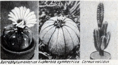 . 22-4.         Euphorbia. (: And Replenish the Earth, Rosenzweig.)