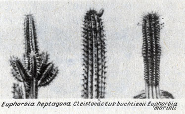 . 22-4.         Euphorbia. (: And Replenish the Earth, Rosenzweig.)