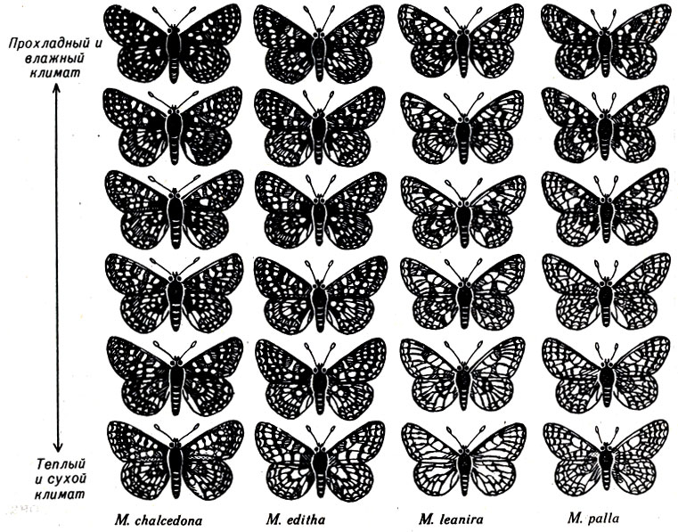 . 23-2.     Melitaea,   .       ,     . ,   -       ,     ,      . (: And Replenish the Earth, Rosenzweig)