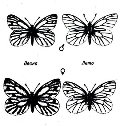 . 23-3.   Pieris napi   ,     ( ).    - ,   - . (: And Replenish the Earth, Rosenzweig.)