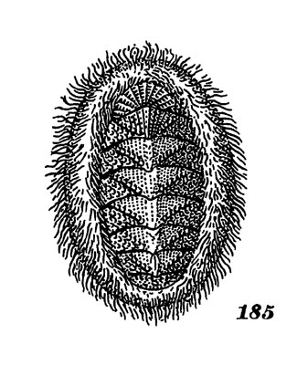 ���. 185. ������� ������ 