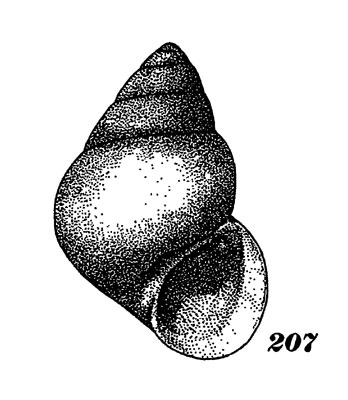 ���. 207. ����������� ����������