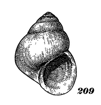 ���. 209. ����� �����