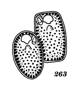 ���. 263. ��������� �����������