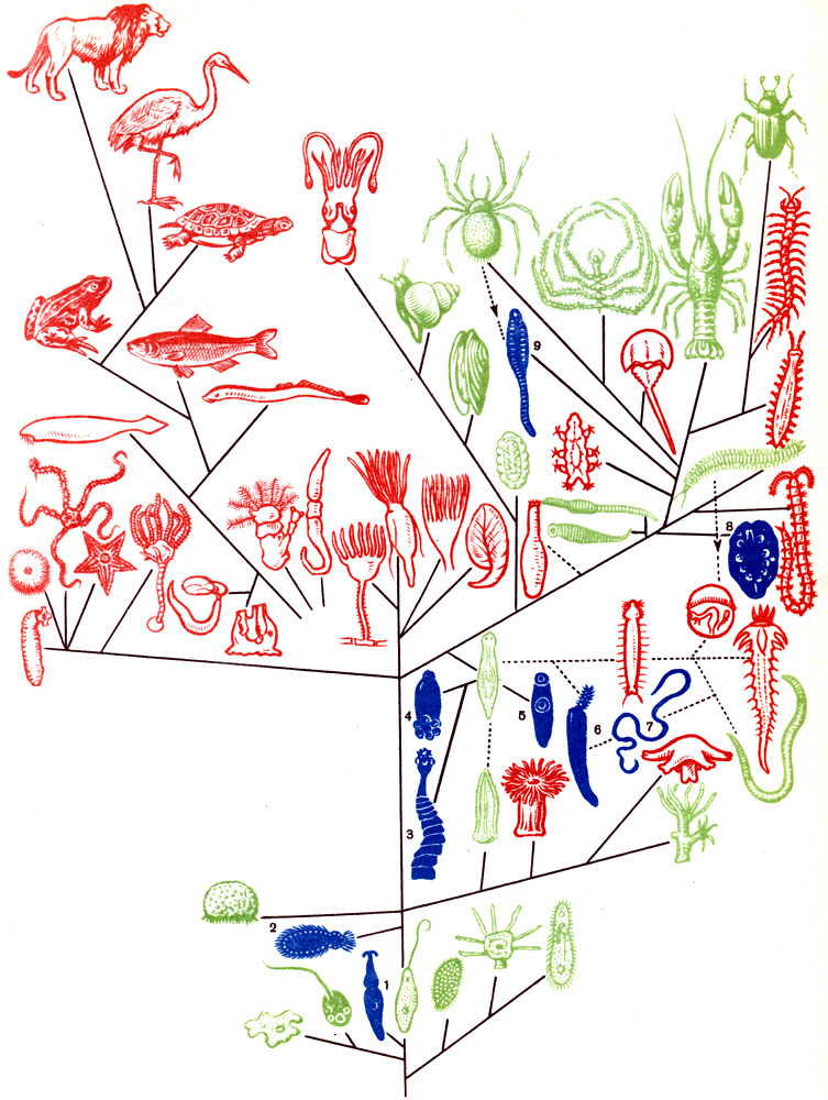  1.      .      ,    ,  - ,     ,    ,   - ,    . 1 - Gregarina; 2 - Mesozoa; 3 - Cestodes; 4- Monogenea; 5 - Digenea; 6 - Acanthocephala; 7- Nematodes; 8 - Myzostomida; 9 - Pentastomida