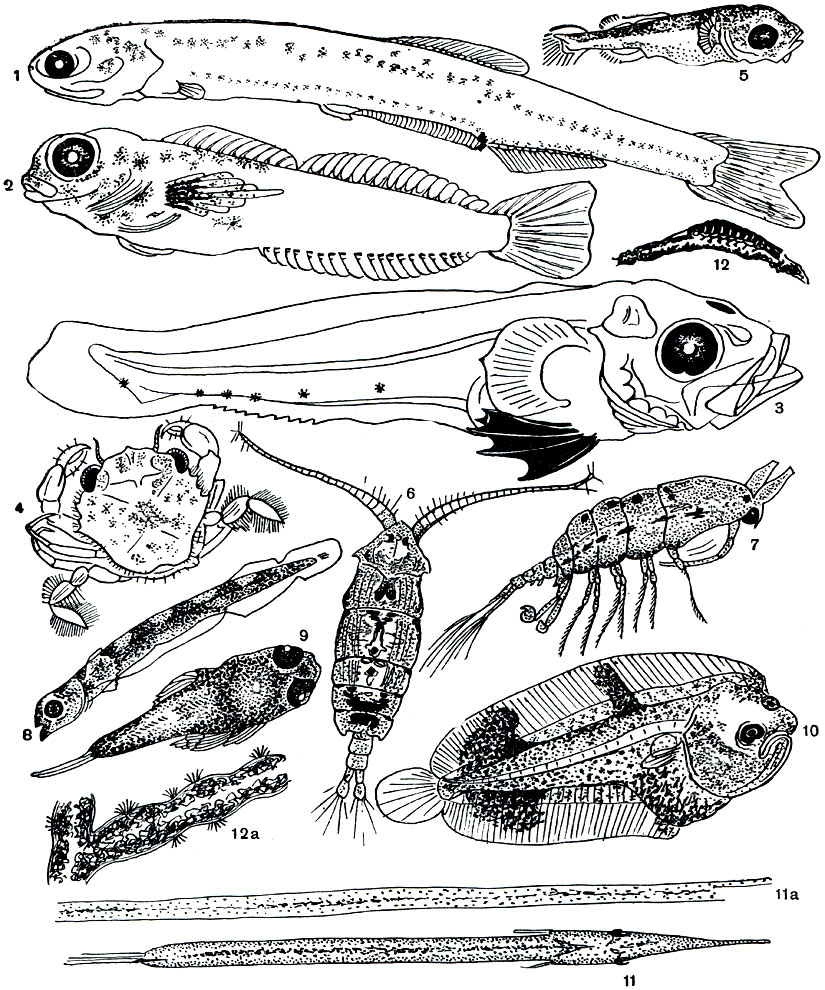 . 12.  : 1 -  ; 2 -  Blennius; 3 -  Trachinus; 4 -   Portunus; 5 -  (); 6 - Pontella mediterranea; 7 - Anomalocera patersoni; 8 -  ; 9 -  Gallionymus; 10 -  Solea; 11-  ; 11 - Zostera marina; 12 -   Idothea stephenseni   ; 12  -    Gystoseira barbata
