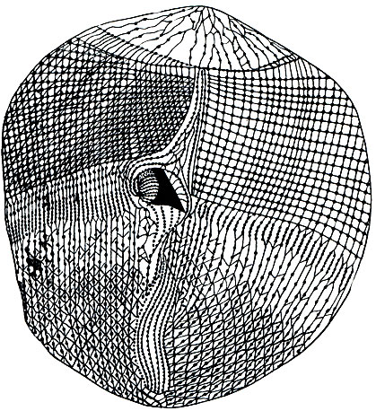 . 21.  Urocentrum turbo.        (),    
