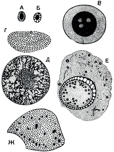 . 22.   :  -   Paramecium aurelia;  -  Trypanosoma brucei;  -  Amoeba sphaeronuclei;  -   Ceratium fuscus;  -  Aulacantha scolymantha; E -   Aggregata eberthi;  -   Epidinium ecaudatum