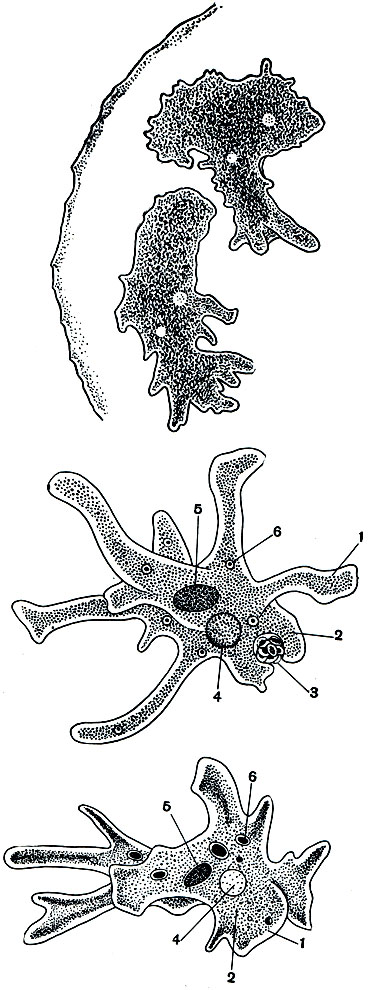 . 23.     (Amoeba proteus) ()