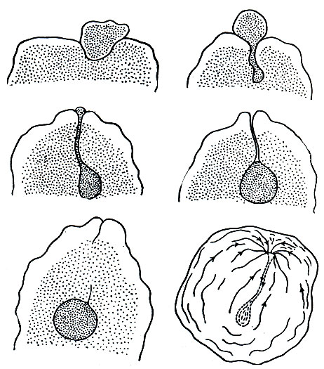 . 25.      (Amoeba terricola)
