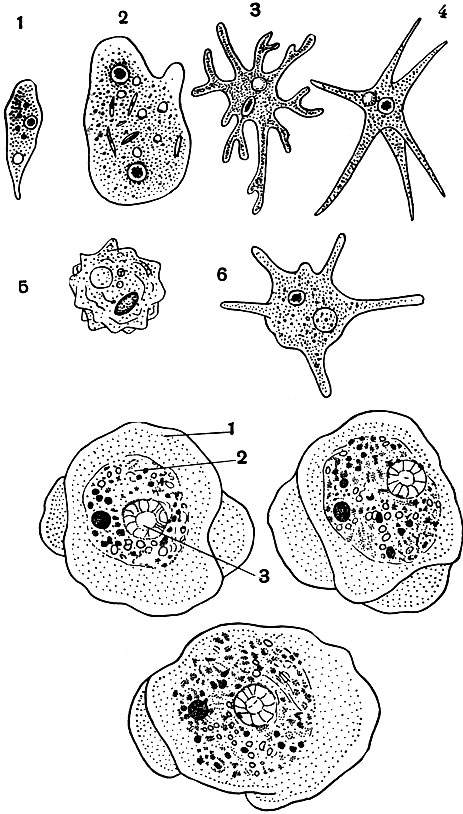 . 26.       : 1 - Amoeba limax; 2 - Pelomyxa binucieata; 3 - Amoeba proteus; 4 - Amoeba radiosa; 5 -Amoeba verrucosa; 6 - Amoeba polypodia ()