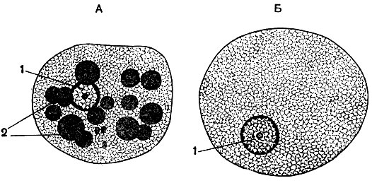 . 28.   (Entamoeba histolytica):  -      ;  -   . 1 - ; 2 - 