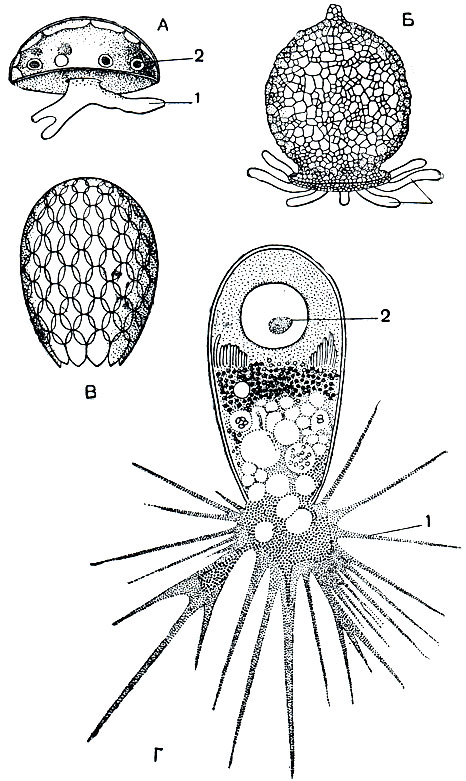 . 30.    ::  - Arcella;  - Difflugia;  - Euglypha - ;  - Euglypha  . 1 - ; 2 - 
