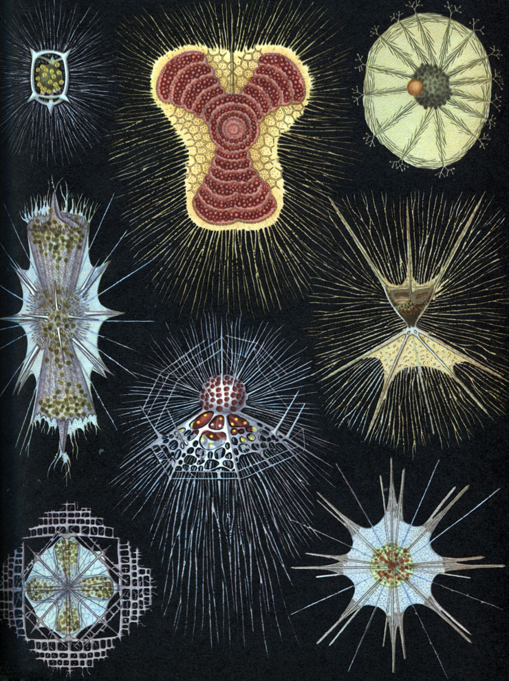  2.  ,        : 1 - Acanthodesmia prismatium ( Nasselaria).        .         ; 2 - Euchitonia virchovi ( Spumellaria).   ,    ;       ; 3 - Auloceras arborescens ( Pheodaria).   ,  ;               (); 4 - Diplocercus fuscus ( Acantharia).  , ,         ;   ; 5 - Arachnocorys circumtexta ( Nasselaria).  ,        ;   ,  ; 6 - Tuscarilla nationalis ( Pheodaria).  ,          ,   , - ; 7 - Lithoptera miilleri ( Acantharia).               ,        ; 8 -Acanthometra tetracopa ( Acantharia).   ;     ,   20     ;         ().           
