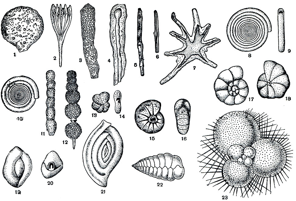 . 32.   : 1 - Saccamina sphaerica; 2 - Lagena plurigera; 3 - Hyperammina elongata; 4 -    ; 5 - Rhabdam-mina linearis;  -    ; 7 - Astrorhiza limicola; 8 - Ammo discus incertus,  ; 9 -     ; 10 - Cornuspira involvens; 11 - Rheopax nodulosus; 12 - Nodosaria hispida; 13 - Haplophragmoides canariensis,  ; 14 -     ; 15 - Nonion umbilicatulus; 16 -     ; 17 - Discorbis vesicularis; 18 - ,    ; 19 - Quinqueloculina seminulum ( ); 20 -    ; 21 - Spiroloculina depressa; 22- Textularia sagittula; 23- Globigerina sp