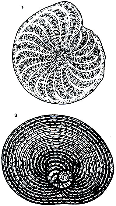 . 33.  : 1 - Elphidium strigilata; 2 - Archiacina verworni