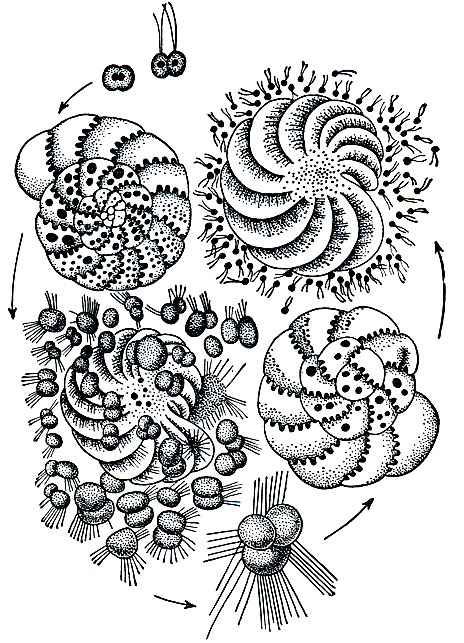 . 35.    Elphidium crispa:   -  ,     ; -    
