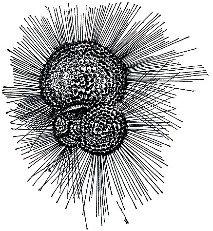 . 36.   Globigerina bulloides