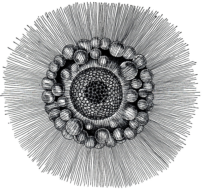. 37.  Thalassicola nucleata.      ,      (  ),      