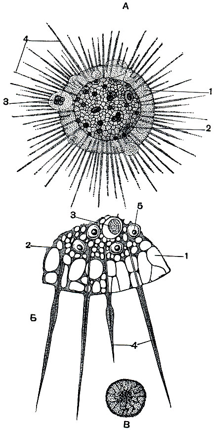 . 38.  Actinosphaerium eichhorni:  -  ;  -     ;  -     . 1 - ; 2 - ; 3 - ; 4 - ; 5 - 