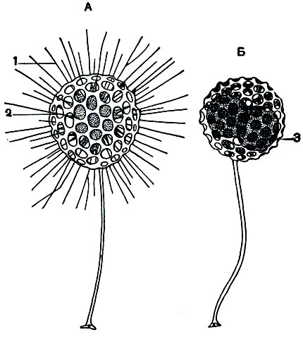 . 39.  Clathrulina elegans: 1 - ; 2 - ; 3 -      