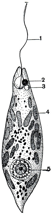 . 40.  Euglena viridis: 1 - ; 2 -   (); 3 -  ; 4 - ; 5 - 
