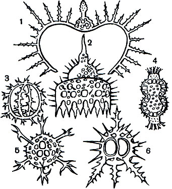  3.   (): 1 - Dorcadospyris dinoceras ( Nasselaria).         ; 2 - Calocyclus monumentum ( Nasselaria).           ;   ; 3- Coronidium acacia ( Nasselaria).          ; 4 - Perypanicium amphocorona ( Spumellaria).         ,   ; 5 - Hexancistra quadricuspis ( Spumellaria).         ,       ; 6 - Tympaniscus tropodiscus ( Nasoelaria).             
