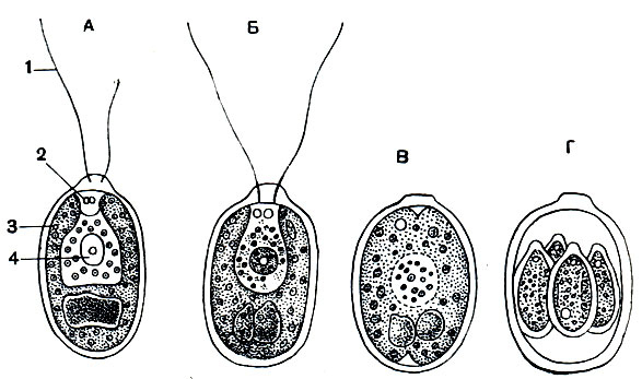 . 41.  Chlamydomonas angulosa:  -  ;  -  -  . 1 - ; 2 -  ;  - -; 4 -