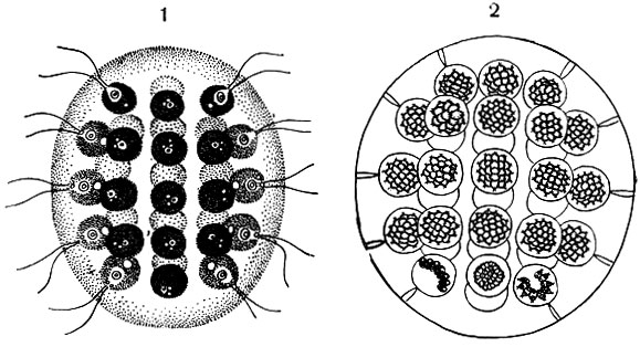 . 43.   Eudorina elegans: 1 -   32 ; 2 -   (         ,  )