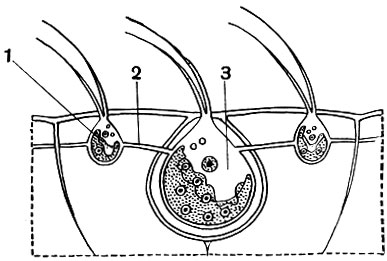 . 45.    Volvox aureus (): 1 -   ; 2 -  ; 3 -   ,      ,  