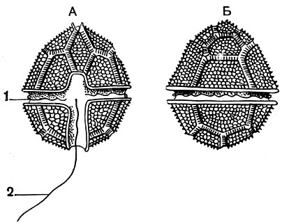 . 47.   Peredinium tabulatum:  -    ;  -    . 1 -    ; 2 -  