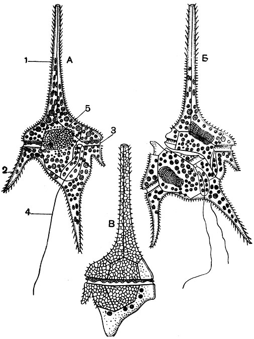 . 48. Ceratium hirudinella:  -  ;  - ;  -    ,      . 1 -  ; 2 -  ; 3 - ; 4 -  ; 5 - 