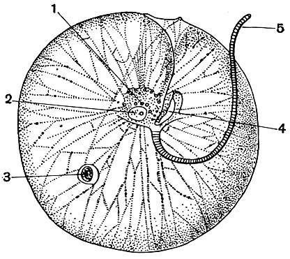 . 52.  Noctiluca miliaris: 1 -   ; 2 - ; 3 -  ; 4 - ,     ; 5 -  ''
