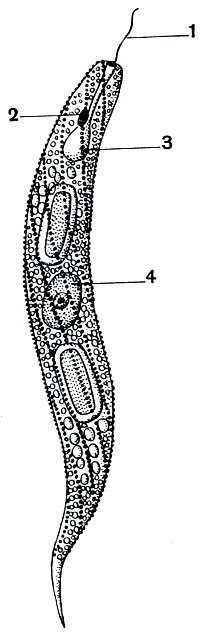 . 53. Euglena spirogyra.  . 1 - ; 2 -  (); 3 -   ; 4 - 