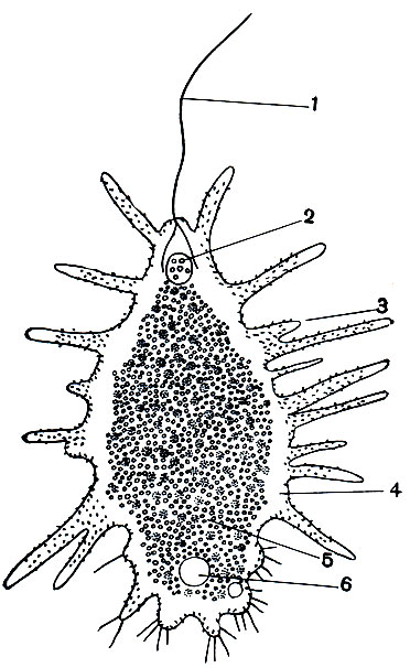 . 55.  Mastigamoeba aspersa,    : 1 - ; 2 - ; 3 - ; 4 - ; 5 - ;  -  