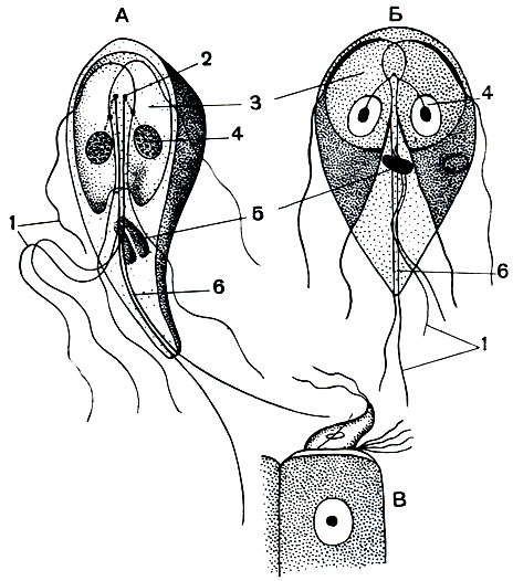 . 57.      Lamblia intestinalis:  -  ;  -    ;  - ,    . 1 - ; 2 -  ; 3 - ; 4 - ; 5 -  ; 6 - 