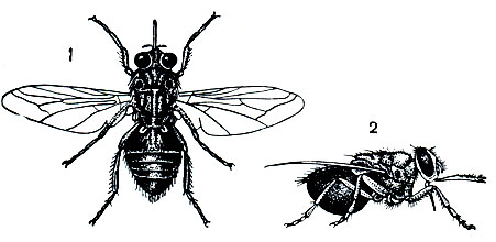 . 59.      Glossina palpalis (): 1 -   ; 2 - ,  