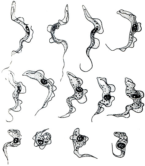 . 58.    Trypanosoma gambiense -    