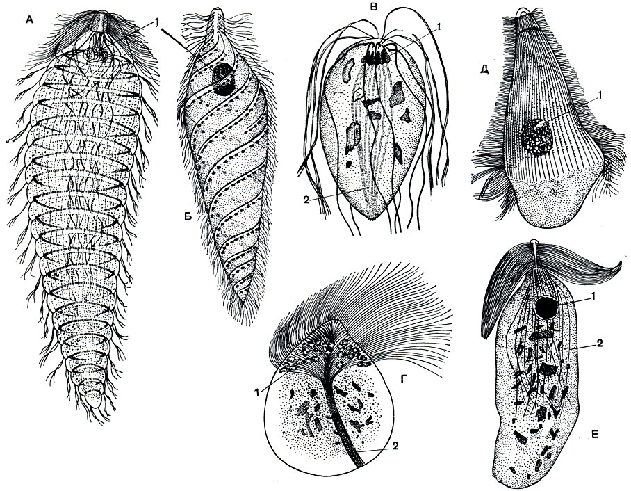 . 64.     .  - Teratonympha mirabilis;  - Spirotrichonympha flagellata;  - Coronympha octonaria;  - Calonympha grassi;  - Trichonympha turkestanica; E - Rhynchonympha tarda, 1 - ; 2 - 