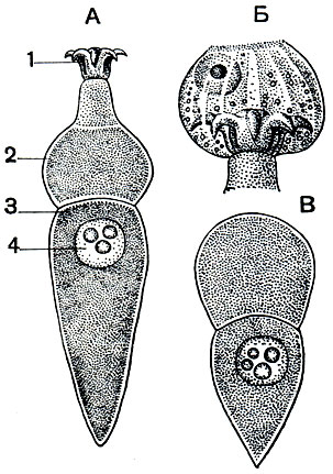 . 67.  Corycella armata   :  -  ;  -  ,     ;  - ,  . 1 - ; 2 - ; 3 - ; 4 - 